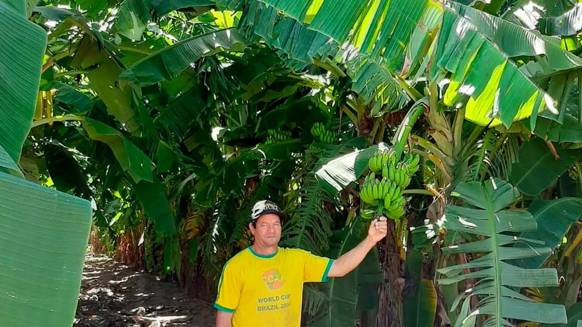 Bananicultores devem cadastrar propriedades rurais junto ao Sidago