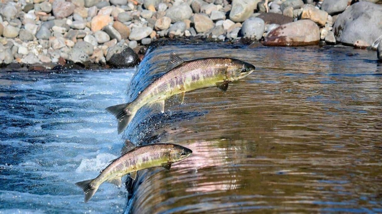 Batalhão Ambiental intensifica ações na Piracema em Goiás