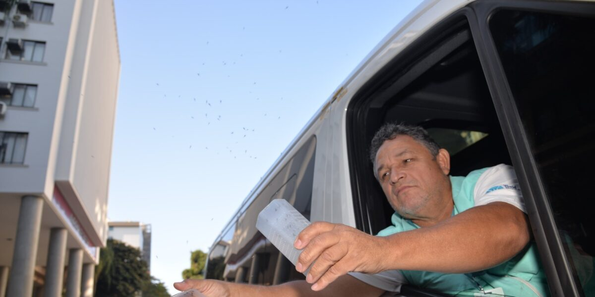 Governo acompanha estratégia que solta mosquitos com bactéria para conter dengue
